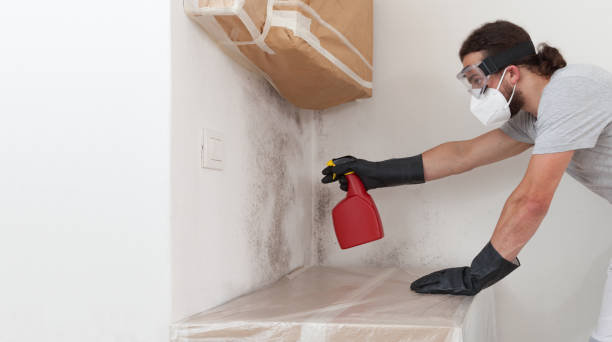 Professional Attic Mold Removal technician working in Morganville, NJ
