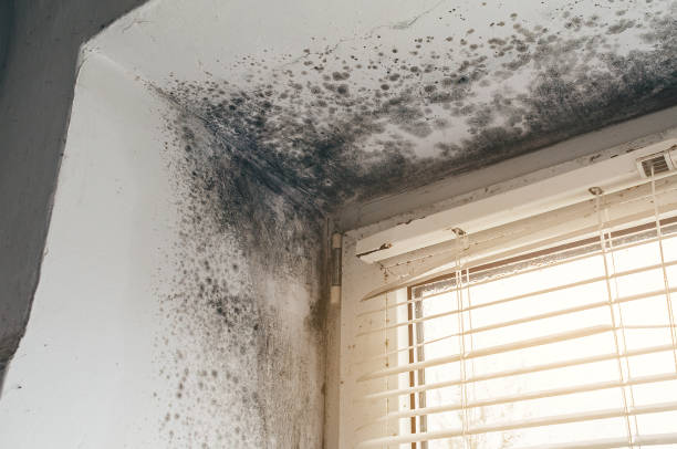 Affordable Basement Mold Removal solutions in Morganville, NJ