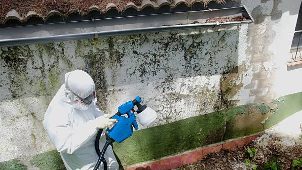 Top rated local Basement Mold Removal specialists in Morganville, NJ